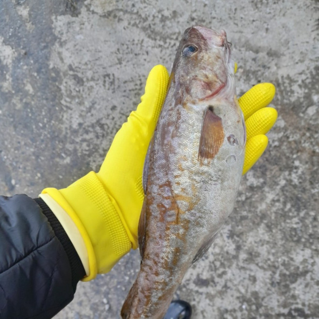 생대구 손질후 1kg, 1박스, 4kg, 생물 대구 손질 후
