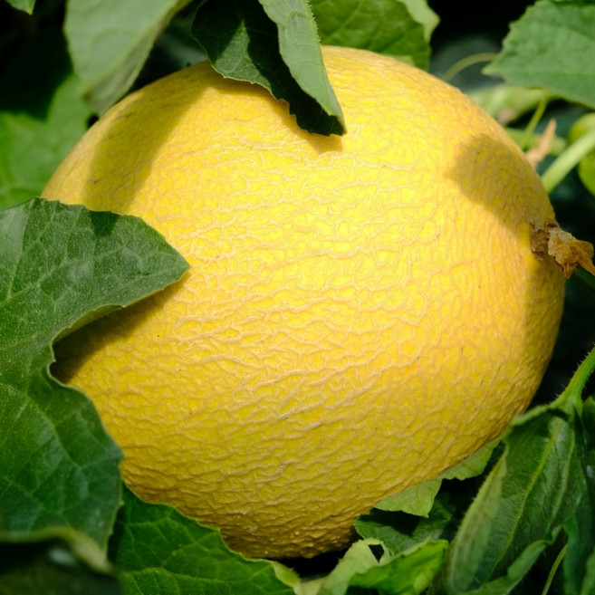 골드 하미과메론 5kg, 1개, 상세페이지 참조