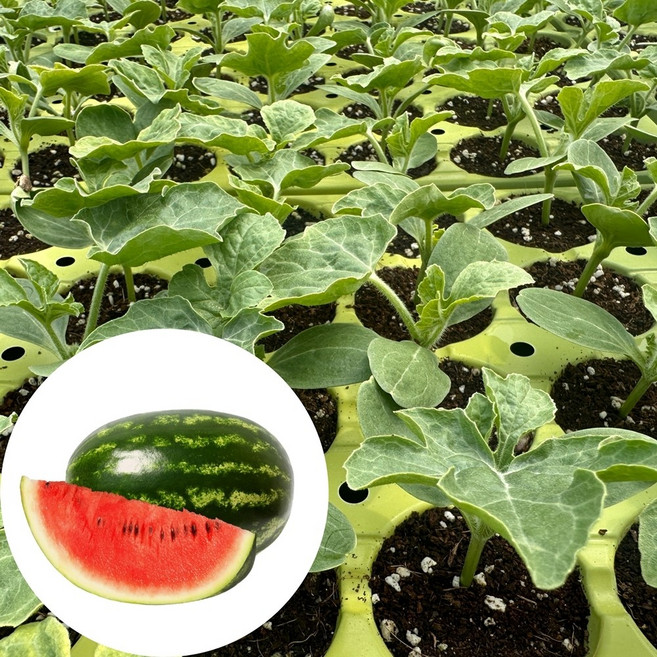 새마을총각 복수박모종 고당도, 2개