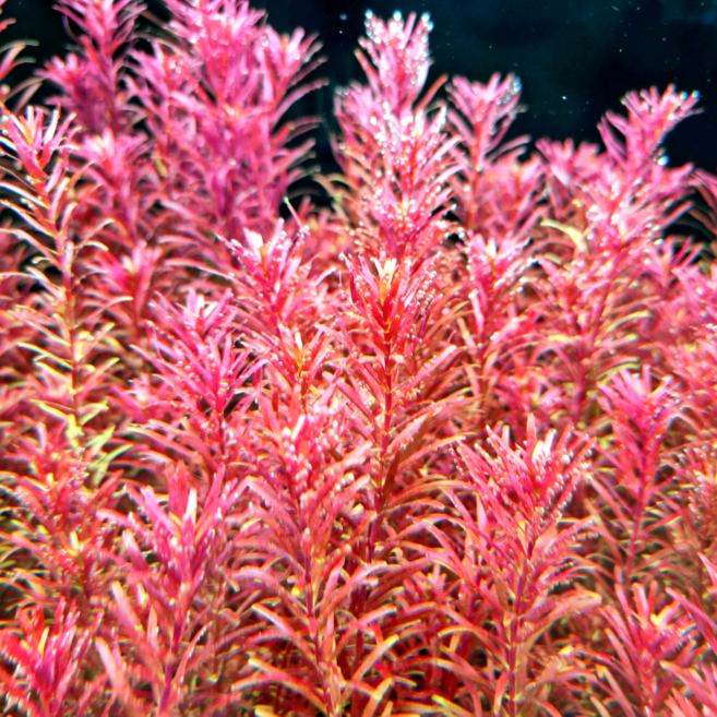 [수초대부] 로타라 블러드 레드 23줄기 키우기 쉬운 초보 수초 달팽이 이끼 없는 수초, 1세트