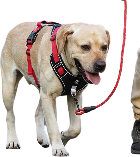 펫먼트 이중잠금 초경량 하네스, 1개