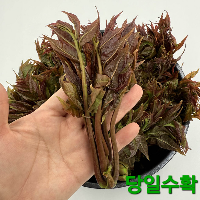 [2주한정특가]당일수확 특품 제철봄나물 가죽나물, 1박스, 1kg