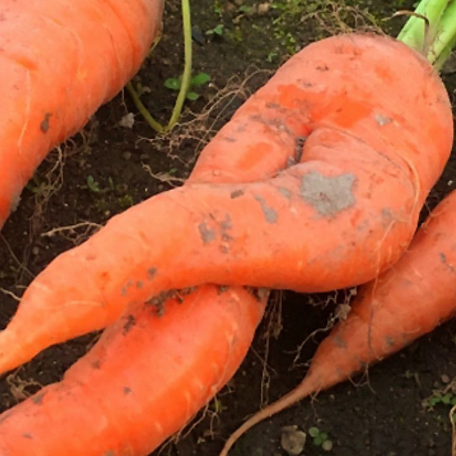 [한정수량100개특가] 제주 못난이 당근초특가 햇당근, 1박스, 5kg