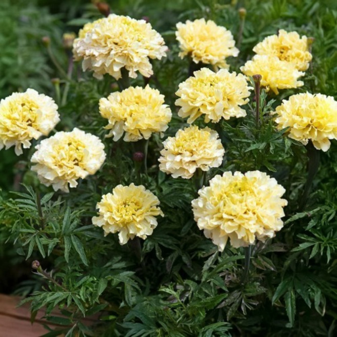 아프리칸 메리골드 슈가 엔 스파이스 화이트 씨앗 20립 (유아그린/T0204)