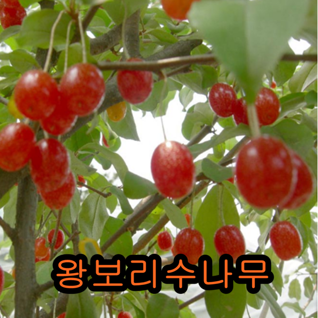 왕보리수나무 삽목2년특묘 나무 묘목 보리수나무, 1개