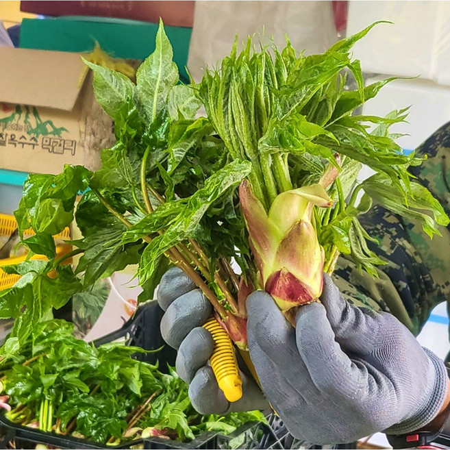 [단독특가] 특상품 당일수확 산지직송 엄나무순, 1박스, 1kg