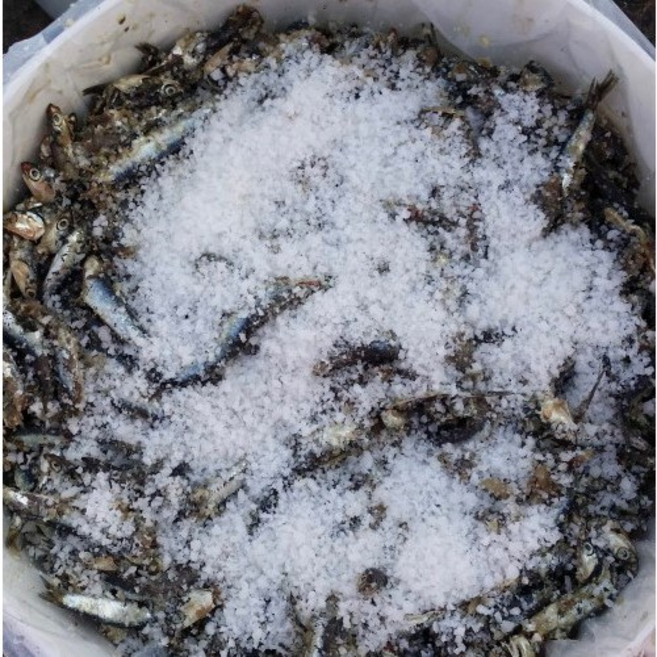 기장멸치 멸치젓갈 생멸치 소금간 봄멸치 알배기 30kg, 1개, 26년 봄멸치