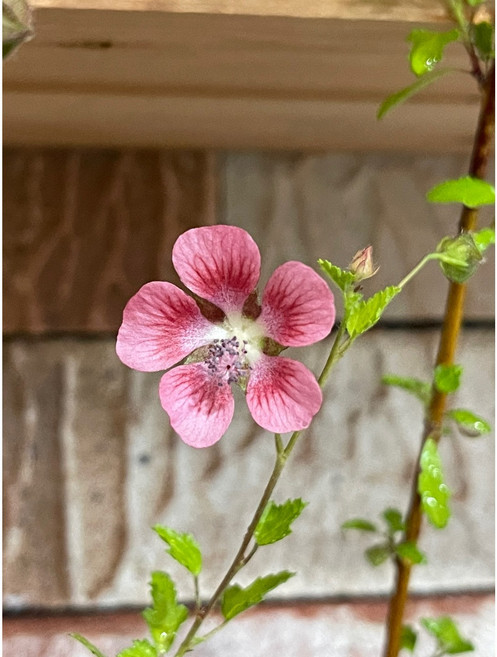 애기부용-사계부용(소품)-수형랜덤 [야생화담담], 1개