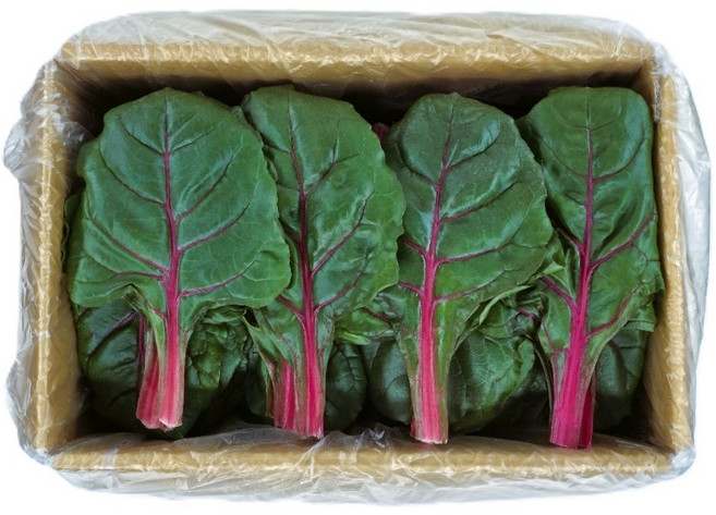 야채왕 적근대, 1kg, 1개