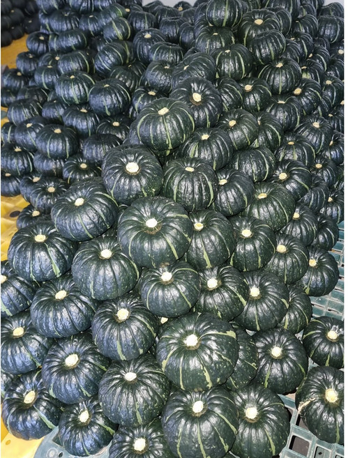 신선도감 해남 미니밤호박 단호박 공중재배, 1박스, 16kg