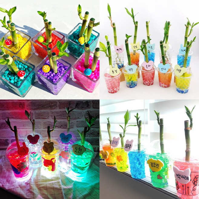 오렌지e몰 개운죽과 함께 시작하는 푸릇푸릇한 봄맞이 프로젝트, 1개, 스티커 친구들 개운죽-5인 곤충 친구들