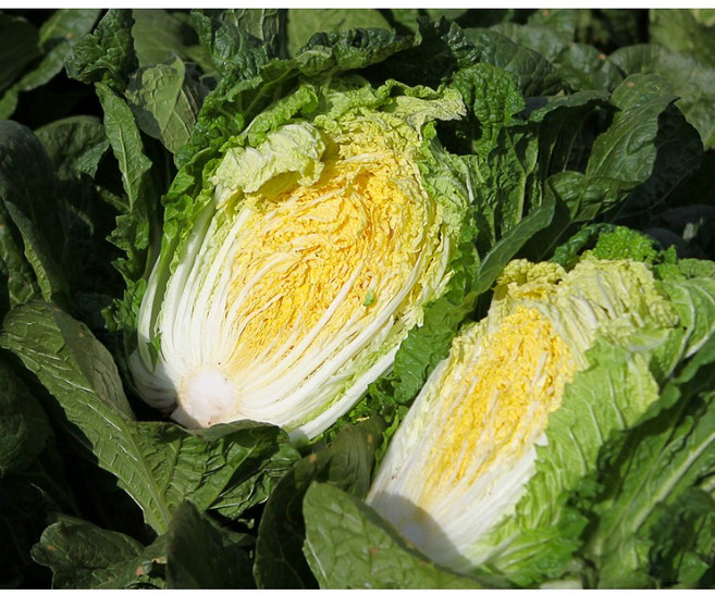 신선하고 아삭한 절임배추, 영월 절임배추 필수추가사항에 희망도착일 입력해주세요, 1개, 20kg