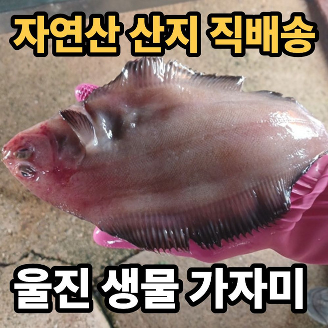 [울진 직배송] 자연산 생물 가자미 물가자미 기름가자미 미주구리, 1세트, 4kg