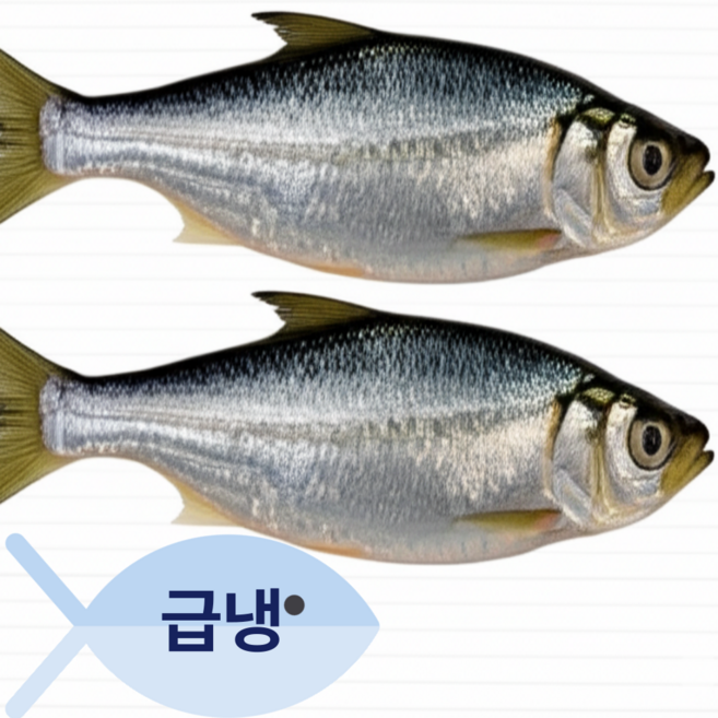 [바다의 뜰] 국내산 여수 제철 햇전어 급냉 구이용 전어, 1개, 1kg(13미 내외)