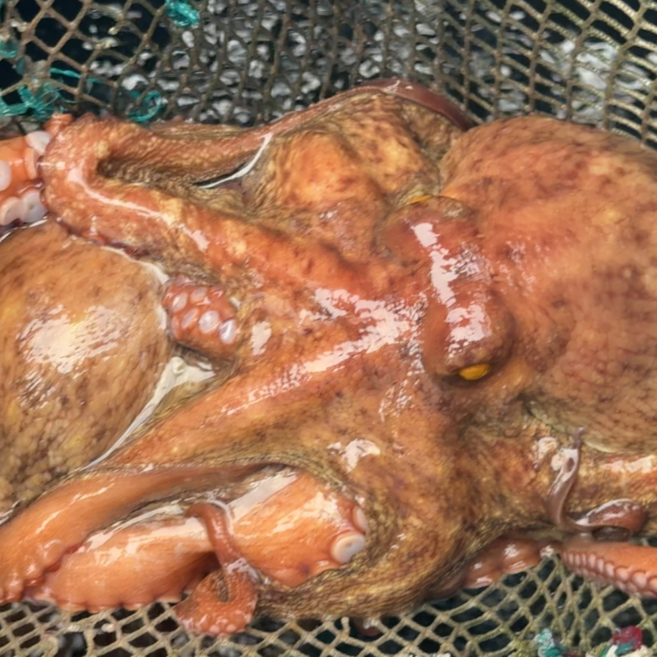 [통영예스수산] 발송 남해안 자연산 활 돌문어 (1~3마리 랜덤) / 일반용 조업 통영 산지 직송, 1개, 돌문어1kg(1~3마리)