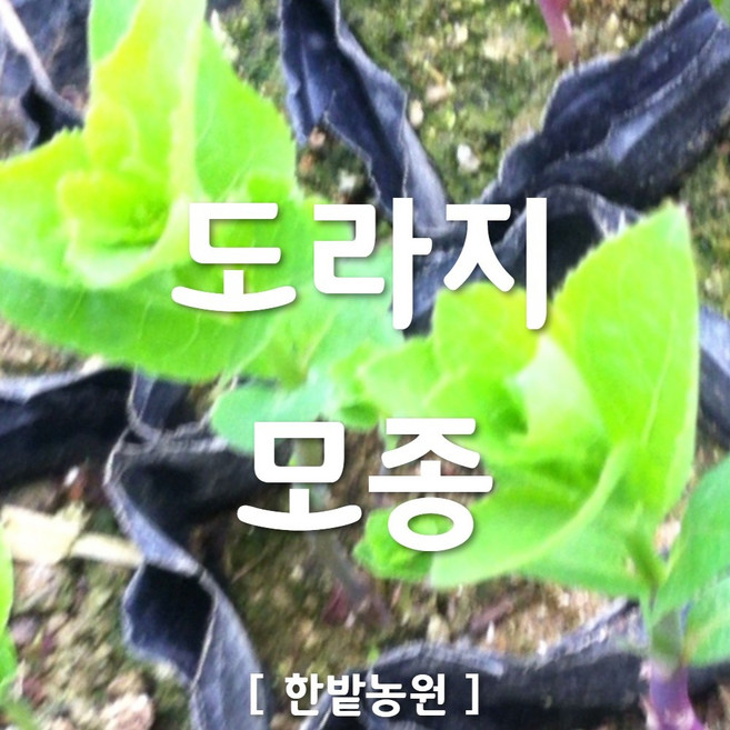 채소 모종 ~ 각종 묘종. 베란다 텃밭 세트 공기정화식물 허브 씨앗 채소모종 ~, H083 도라지 모종 2개