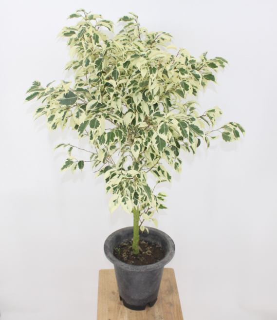 [골든플랜트] 스트라이트벤자민 대품 무늬칼라벤자민 실내 공기정화 인테리어식물, 1개