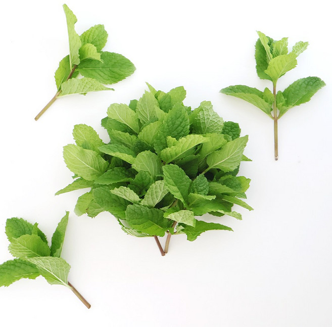 유기농 스피아민트 생잎 모히또용 50g, 1개