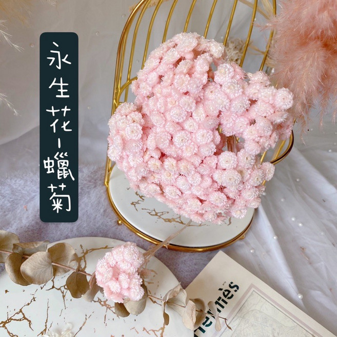 水悠花 進口義大利不凋蠟菊 永生蠟菊乾燥花束 擴香石 頭飾 素材 攝影道具 新娘捧花 法國白梅 手作卡片, 小份約10朵, 淡粉