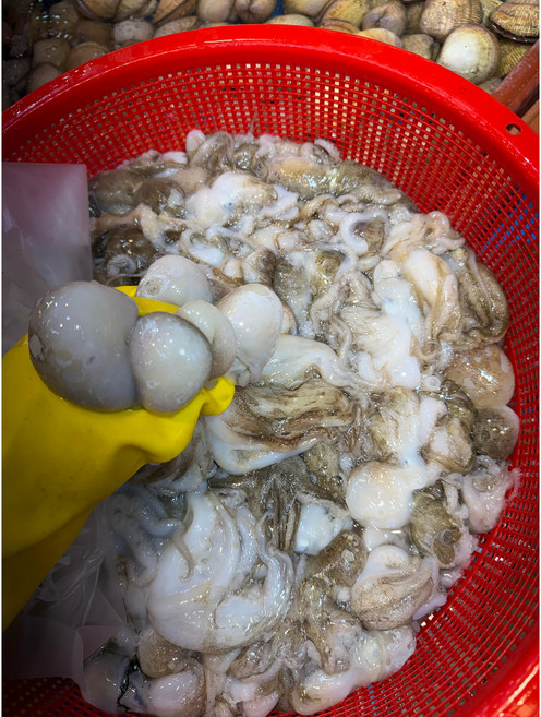 제철 봄 싱싱한 알배기 샤브샤브 생물 쭈꾸미 1kg, 1개, 생물알배기쭈꾸미1kg