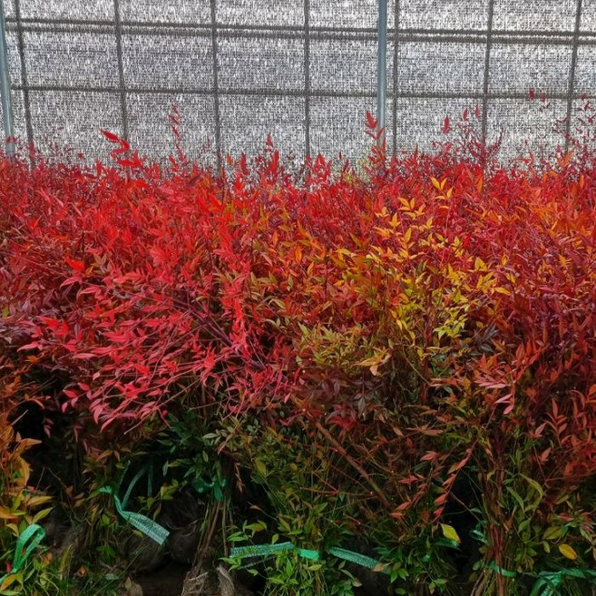 목하원예조경 남천나무 묘목 80cm전후 1주 생울타리 단풍 정원조경나무 겨울조경 붉은열매 남천 노지월동, 단일, 1개