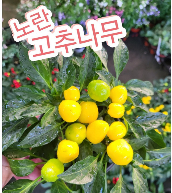 화초고추 노란 중