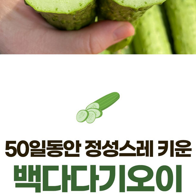 (특품) 백다다기 오이 (박스포함) 5kg, 1개, 단일