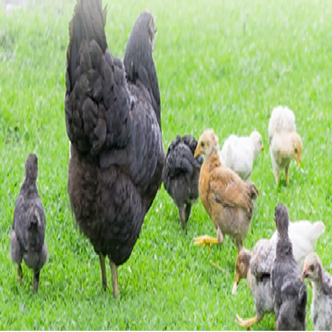 살아있는 명품 토종닭 오골계 1.8kg내외 생닭 티백무료 [오후5시이전 주문 당일출고] 몸보신 기력보강 신선한 시골토종 오골계, 3.오골계 1개 + 엄나무티백 1개