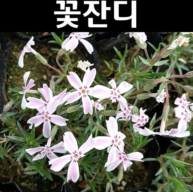 무늬꽃잔디 다년생 포트묘 10개/야생화