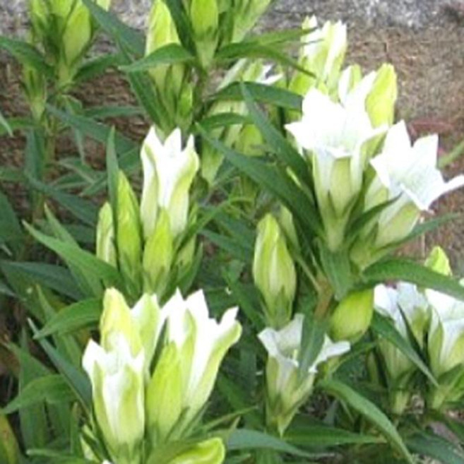 용담 모종 -화이트 10cm포트/두개셋트 Q974