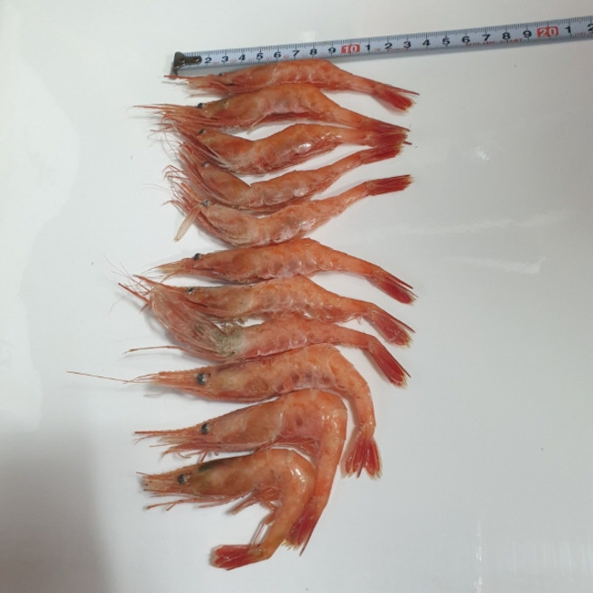 [웰빙미래]국산 울진 홍새우 독도홍새우 홍생새우 생새우 1kg 한박스 튀김용 구이용 찜용 각종찌게용, 1박스