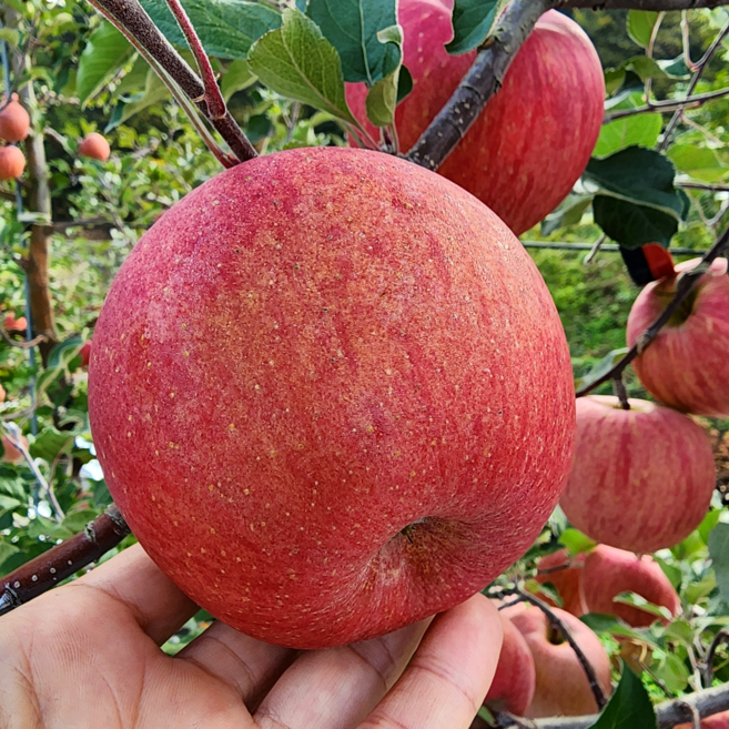 사과 햇사과 고당도 꿀 부사 영주사과 국산, 1개, 부사(가정용)중과 5kg