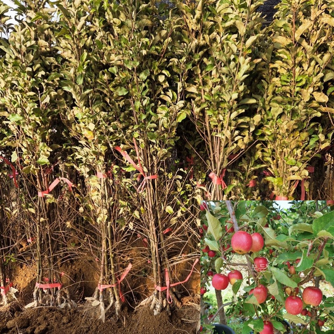 [모든원예조경] 미니사과나무 묘목 루비에스 (접목1년생) 특묘 사과묘목 과수 유실수, 1개