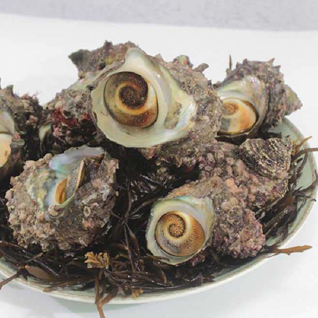산지직송 제철 생물 국내산 자연산 뿔소라, 1박스, 뿔소라 5kg