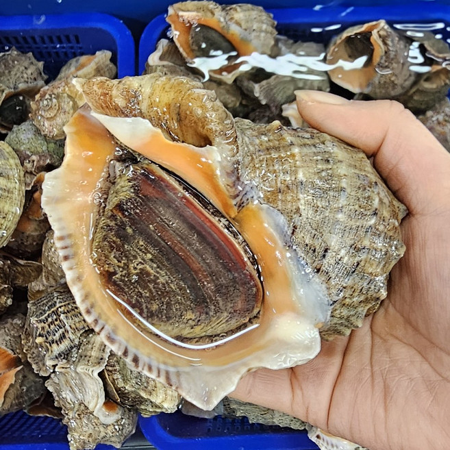 [산지직송]국내산 안면도 제철 참소라 1kg 숙회 구이 소라장 뿔소라, 1개, 참소라 소소1kg(20~30마리)