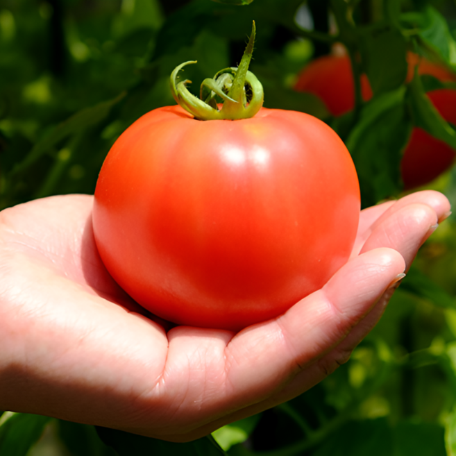 오늘경매받은 아삭하고 싱싱한 찰 완숙 토마토 특품 선별, 1박스, 1kg(특품)