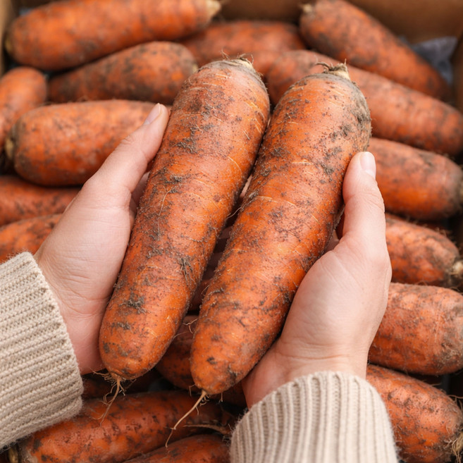 [제주자연] 산지직송 제주 구좌 고당도 흙당근 (3kg/5kg/10kg), 1박스, 특10kg