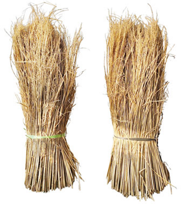볏짚 추린 볏짚 60cm X 70~80cm 1단 지푸라기 월동자재 보온용 월동준비 보온재, 추린 볏짚(약 60cm X 70~80cm), 1개