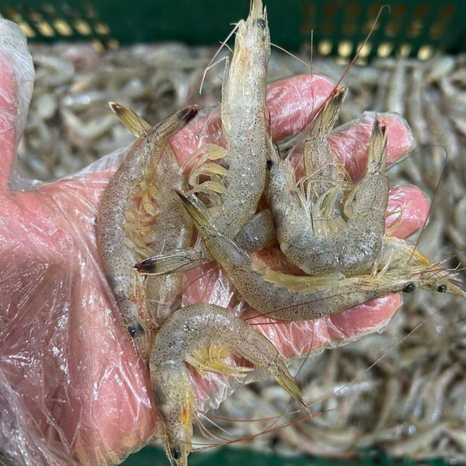 싱싱해몰 100% 국산 선도좋은 국산 중하새우 중하새우젓 생새우살 김장용새우, 1개, 2kg