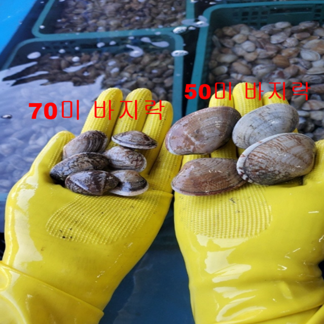 [당일 조업] 국내산 남해 진짜 대왕 바지락 활 바지락 해감, 1개, 1kg