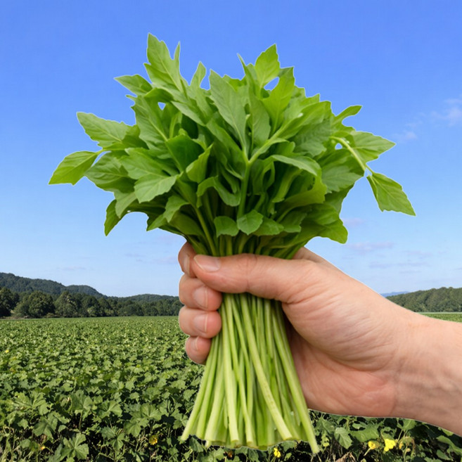 [4월한정특가] 오늘수확 금오도 햇 방풍나물, 1박스, 1kg