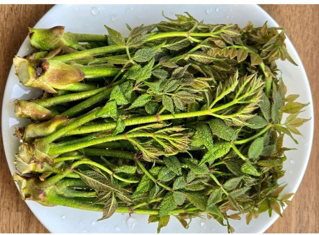 참두릅 자연산참두릅 봄향기가득 첫수확 산지직송 한정판매 500g 2박스, 2개