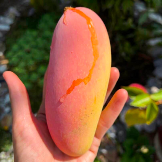 [선착순20box특가] 18brix프리미엄 항공직송 마하차녹 무지개망고, 1박스, 1kg