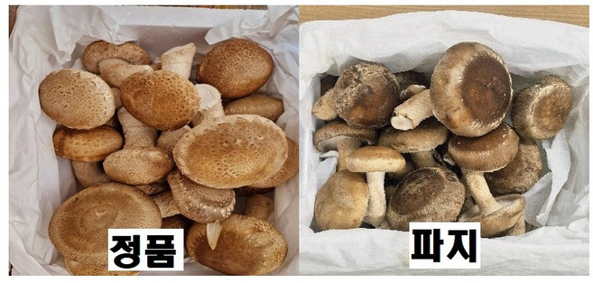 송향 송화 버섯, 1박스, 1kg파지