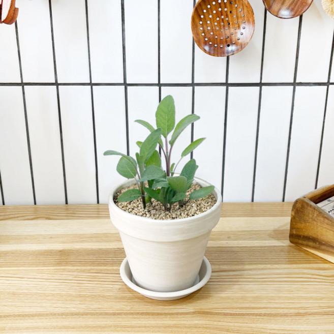 1+1 키친 허브 세이지/천연 향신료 향기나는 식물 허브 키우기, H39.세이지, H02.라벤더