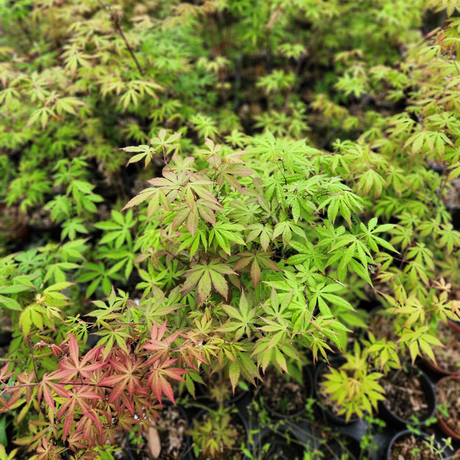 단풍나무 1년 묘목 청단풍, 실생1년