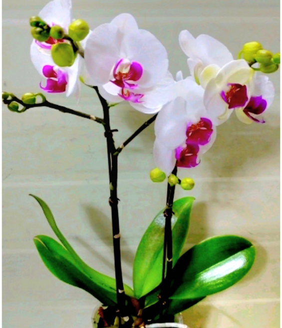 (팜 이연숙TV난원)A급 호접란 생화 k09, 1개