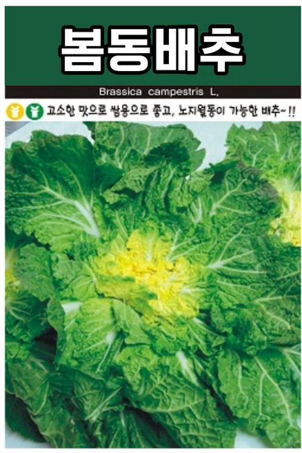 월동봄동배추 씨앗 5000립 노지 월동 엇갈이 배추씨, 1개