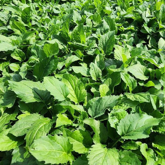 국내산 취나물 제주애월 산지직송, 1박스, 2kg