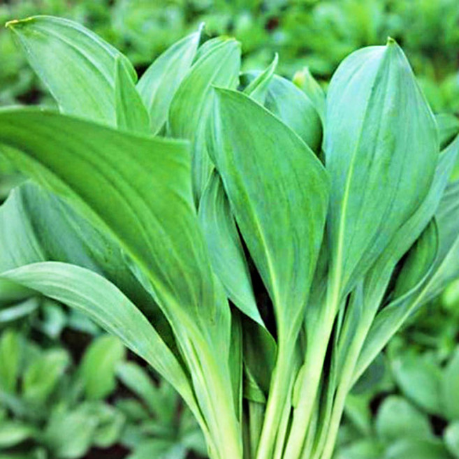 [특품] 강원도 홍천 명이나물, 1개, 1kg